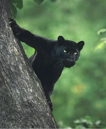 A Black Panther in the Jungles of Kabini India