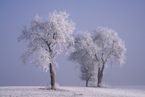 Hoarfrost covered trees during sunrise Southern Germany 
