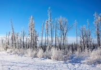 Hoarfrost on a cold winter morning Fort McMurray AB  x