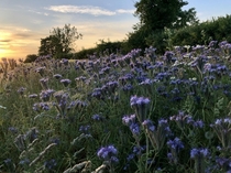 I love long summer evenings Taken at  in Oxfordshire UK   x 