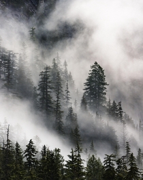 OC Peaking through the morning fog - British Columbia Canada  _daverose