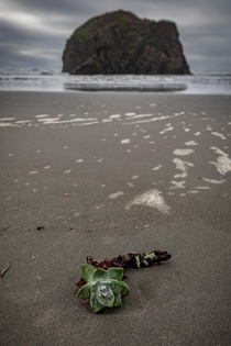 Solitude is a peaceful thing - Oregon Coast -  - IG travlonghorns