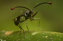 Stalk-eyed fly Diopsidae - Mt Kinabalu Malaysian Borneo 