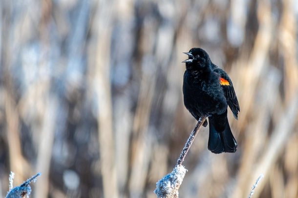  Below Red-winged Blackbird 