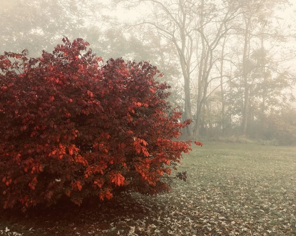  Burning bush on a foggy morning