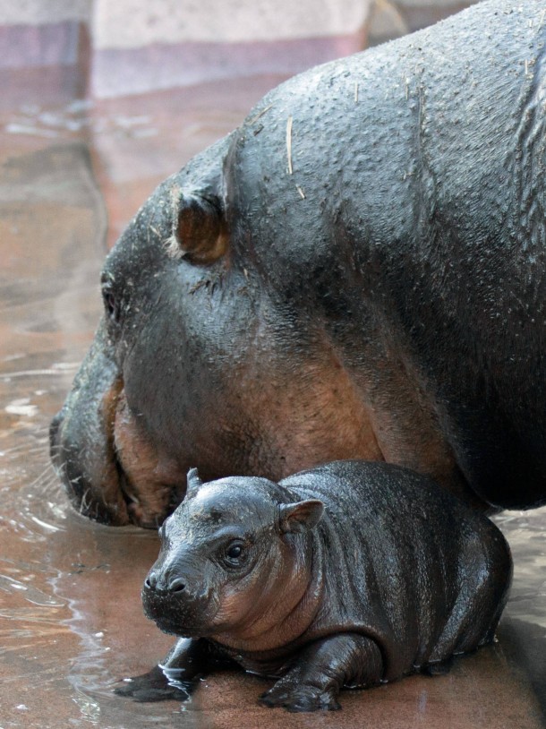  Day Old - Pygmy Hippopotamus Hexaprotodon Liberiensis 