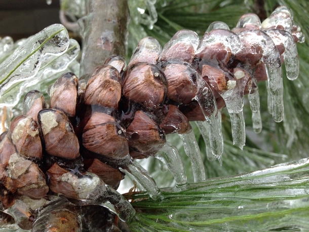  Frozen pine cone iPhone  camera  x 