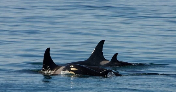  generations of orca - the orca on the left is both mother of a newborn to the calf in front and grandma to the calf in back her and her adult daughter were pregnant at the same time 