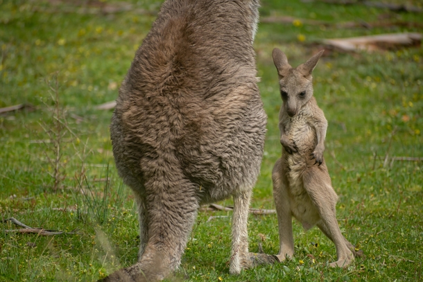  Little Joeys first steps out of the pouch after having a bit of trouble walking it gave itself a nice long stretch