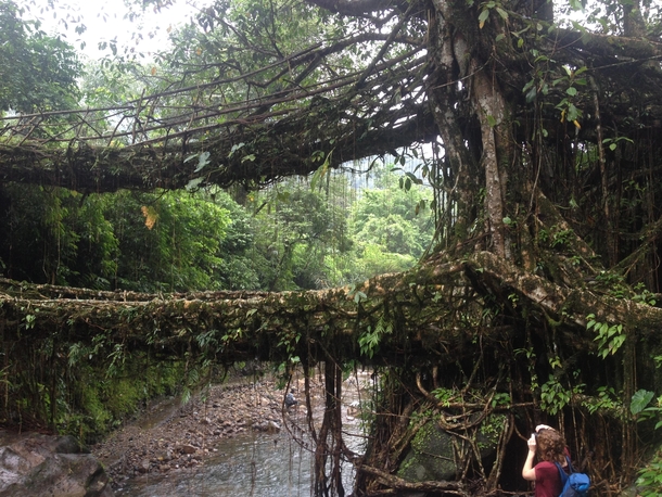  Living root bridges formed from the Ficus Elastica tree found in the north east state of Meghalaya land of clouds in India These bridges take  years to form and can support the weight of  adults  X  pixels