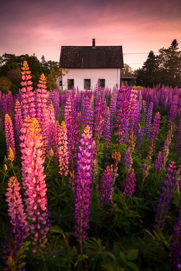  Lupine Cottage  Tremont Maine USA Nate Parker