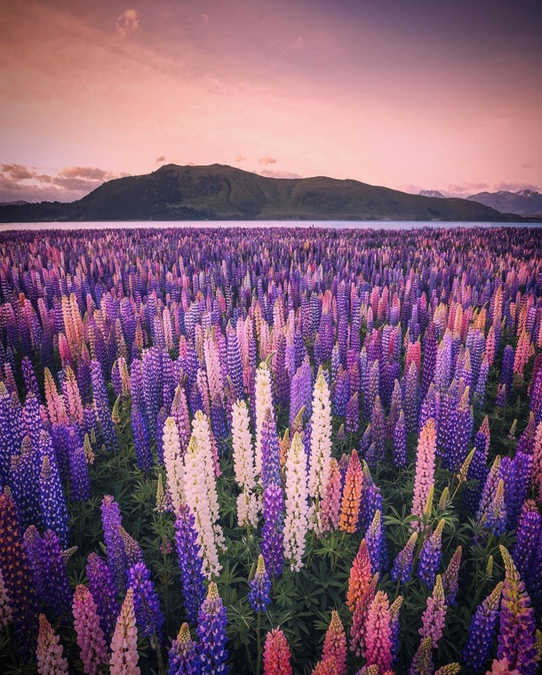  Lupines in bloom Lake Tekapo New Zealand 