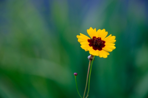  Plains Coreopsis is an aster sunflowerdaisy family which means that each flower is actually a composite of several smaller flowers called florets Zoom a bit and see 