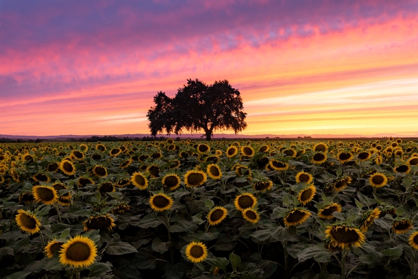  Sunflowers blooming in Californias Central Valley 
