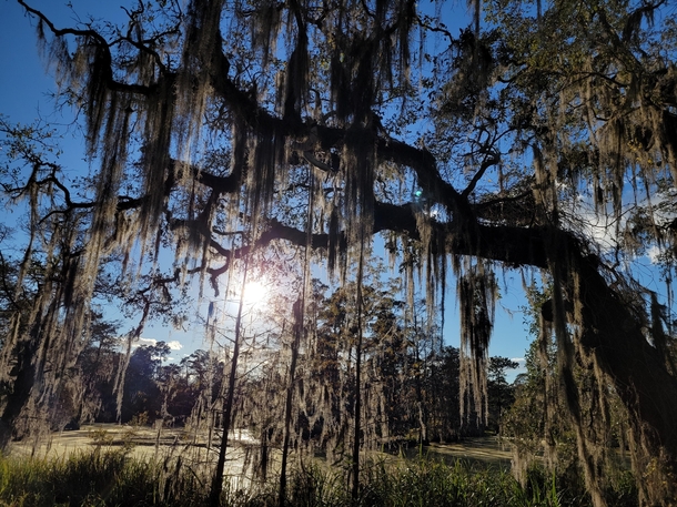  swamps in Southern Louisiana