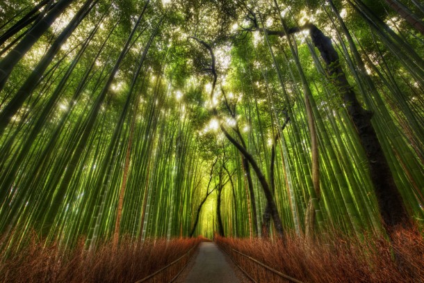  The Bamboo Forest and some great Twitter Lists to