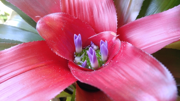 This flowering bromeliad
