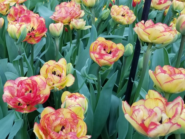  Tulips var Sundowner Willem Alexander Pavilion Keukenhof 