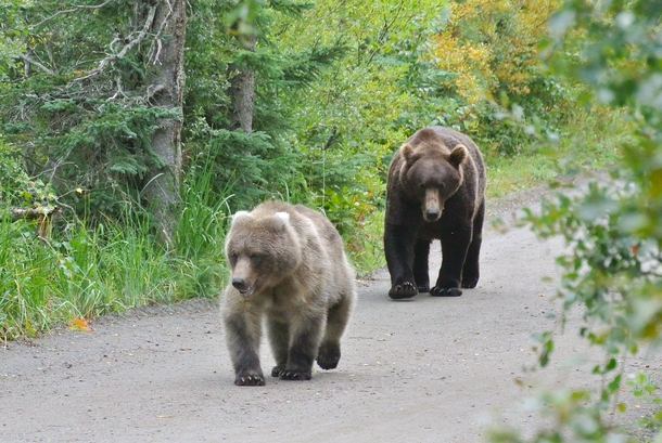  year-old female brown bear Ursus arctos being followed by a young male Katmai National Park AK  x-post rbears