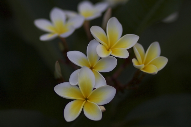  Yellow and White Plumeria