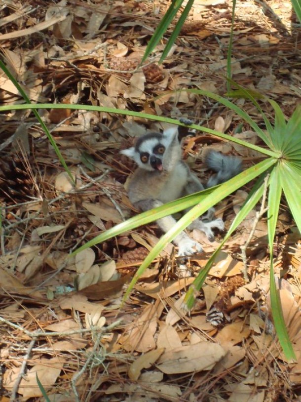 A baby ring-tailed lemur Lemur catta exploring the forest 
