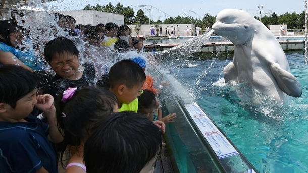 A beluga whale Delphinapterus leucas sprays water at visitors in Japan 