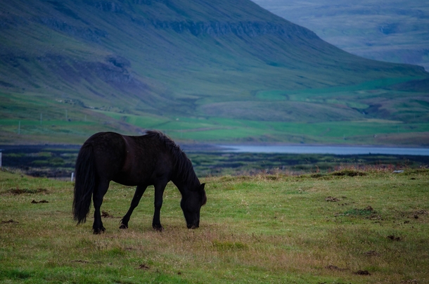 A black horse in Iceland 