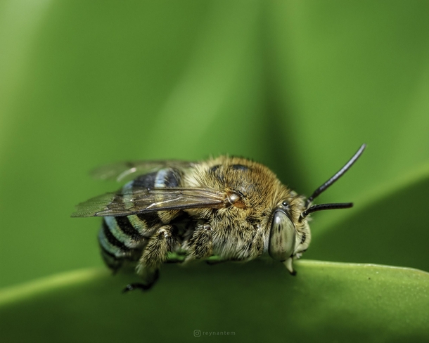 A blue-banded bee upclose
