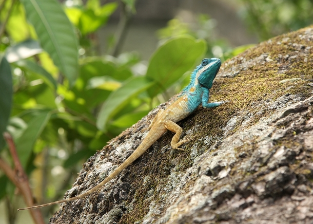 A Blue-crested lizard in Keibul Lamjao National Park  Manipur  India 