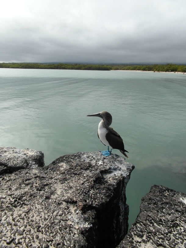 A Blue-footed Booby Sula nebouxii in Tortuga Bay Galpagos 