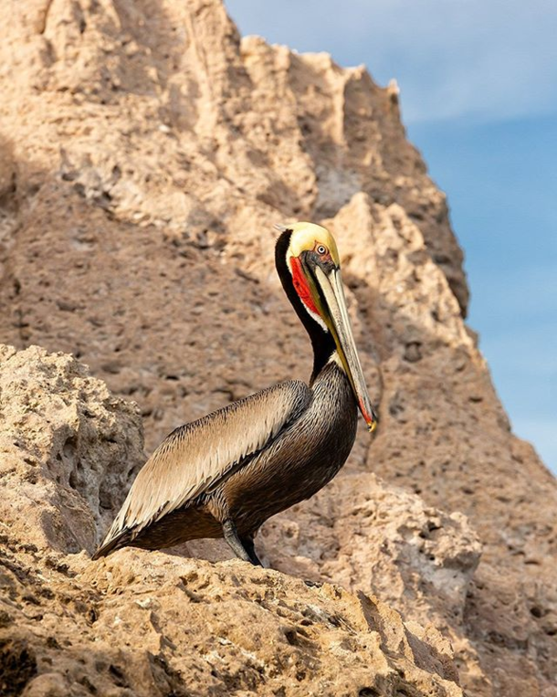 A brown pelican rests on a rocky cliff along the shore of the Sea of Cortez Baja California Peninsula Mexico