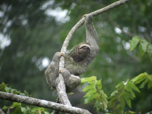 A Brown Throated Three Toed Sloth Bradypus variegatus hanging from a branch 