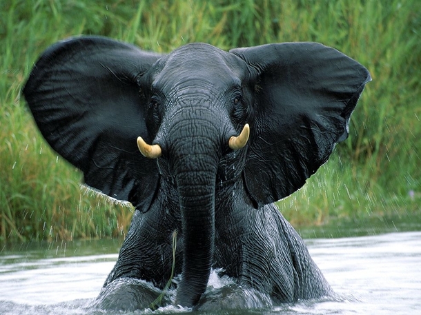 A bull elephant fully emerging from the Shire River in Malawis Liwonde National Park Szakcs Cukrsz 