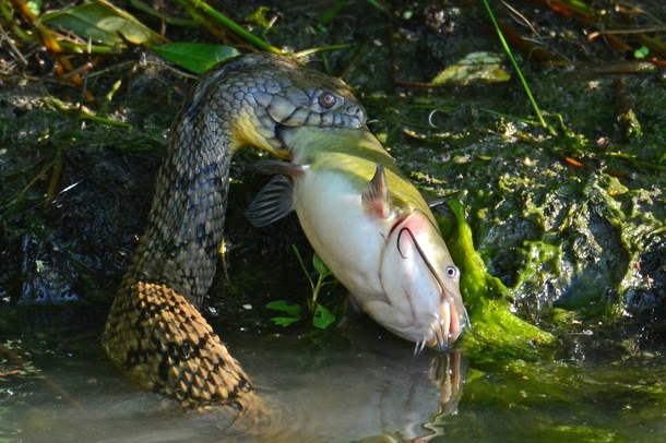 A bullhead catfish caught by a diamondback water snake 