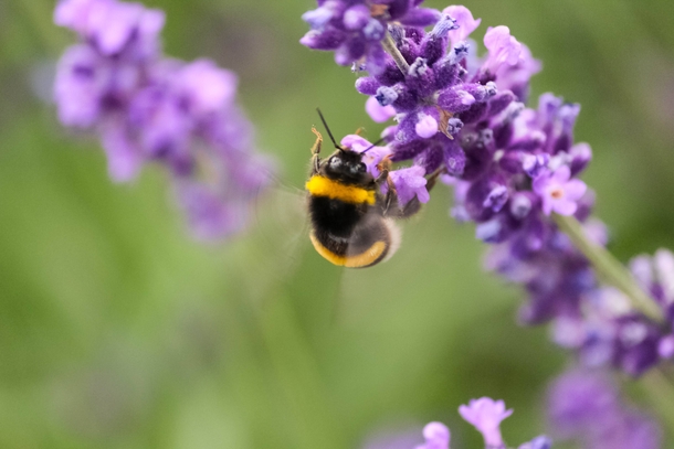 A bumblebee on a lavender flower 