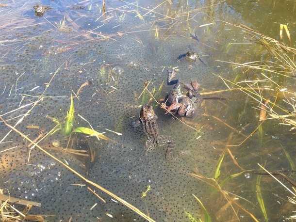A bundle of frogs Rana temporaria 