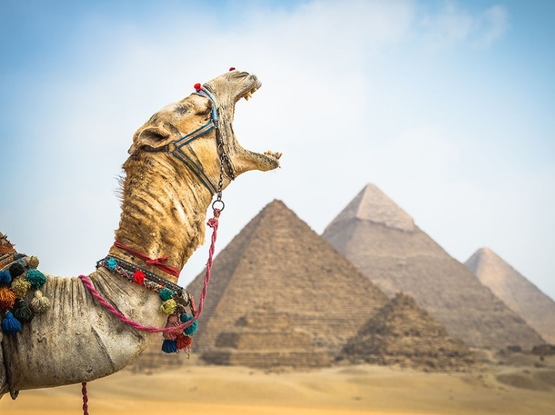 A camel yawns after delivering his rider to the Pyramids at Giza near Cairo Egypt Claire Thomas 