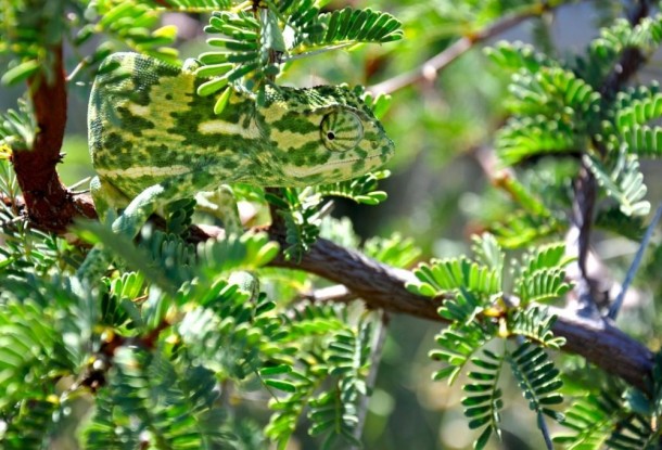 A Camouflaged Chameleon 