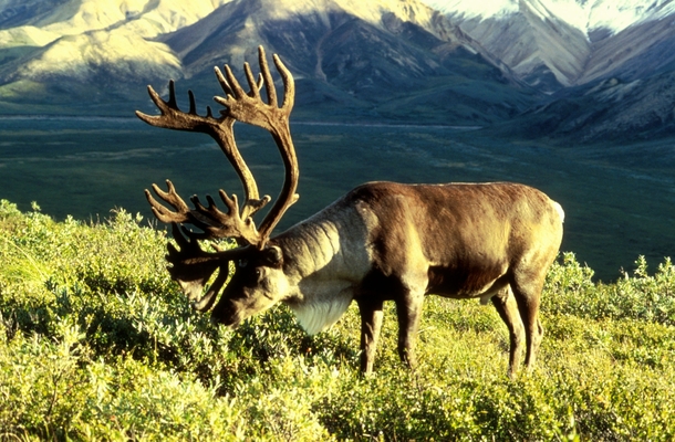 A caribou with magnificent horns Rangifer tarandus 