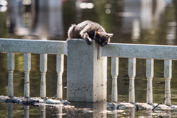 A cat is stranded on a fence due to floodwaters from the Lumber River on October   in Fair Bluff North Carolina