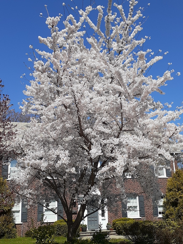 A clients cherry tree