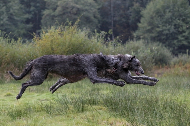 A couple of deerhounds mid-air photographed by Rob van de Peppel 
