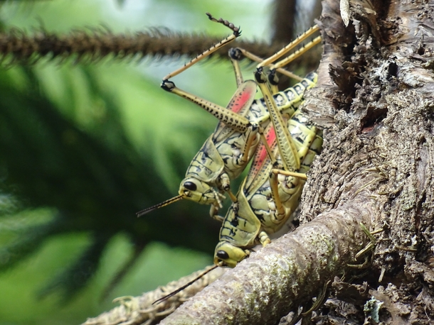 A couple of grasshoppers reproducing in the Everglades 