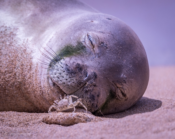 A curious crab interrupts a Hawaiian Monk Seals nap 