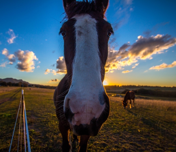 A curious Horse at Sunset 
