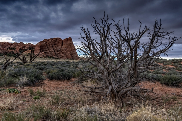 A dead tree and stormy skies in Arches National Park UT 