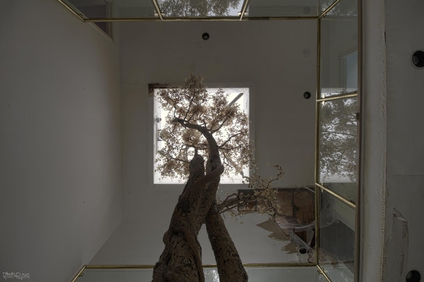 A different Perspective of a Dead Tree inside an Abandoned Mansion in Toronto Ontario 