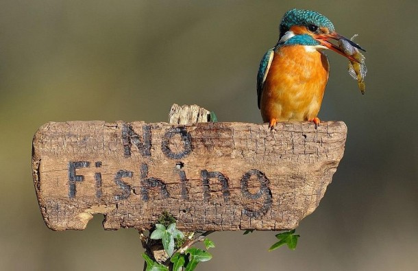A disobedient Kingfisher 