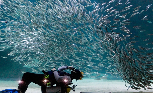 A diver performs with sardines as part of summer vacation events at the Coex Aquarium in Seoul South Korea 
