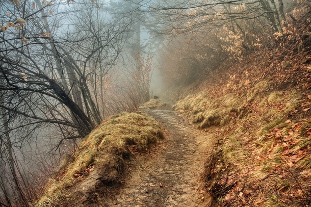 A dreary fog on the Appalachian Trail - inside of the Smoky Mountains Tennessee 
